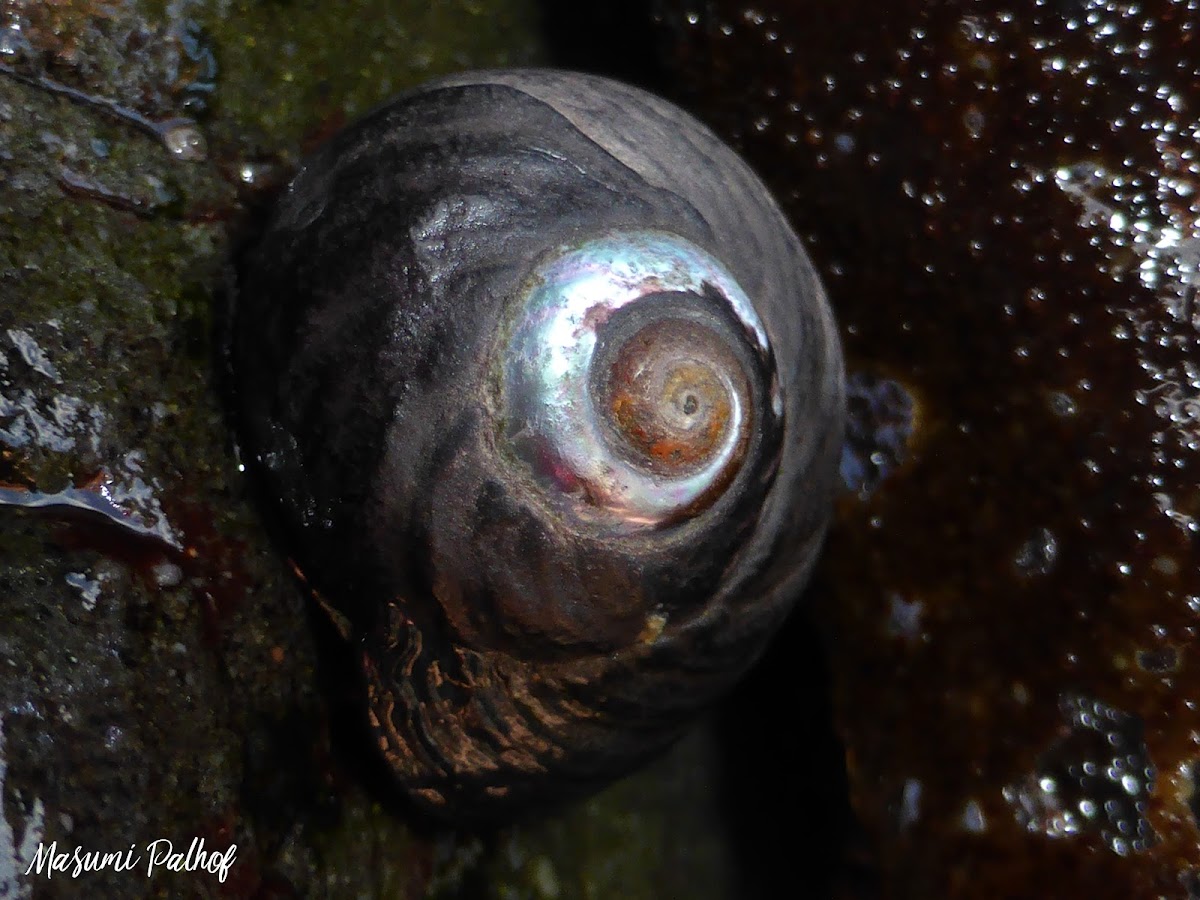 Black Turban Snail