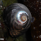 Black Turban Snail