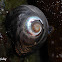 Black Turban Snail