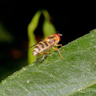 Hoverfly