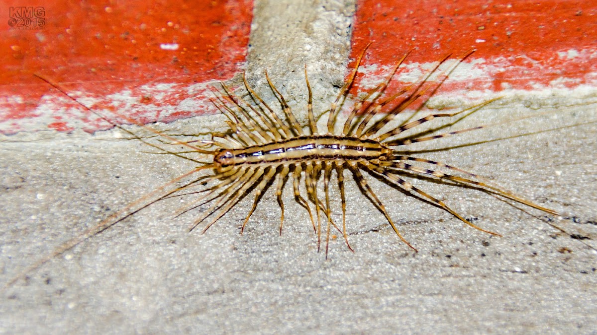 House Centipede