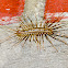 House Centipede