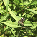 Bold Jumping Spider