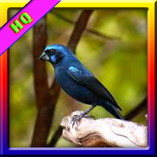 How to install Azulao Bicudo - HQ 1.0 mod apk for bluestacks