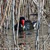 Moorhen; Polla de Agua