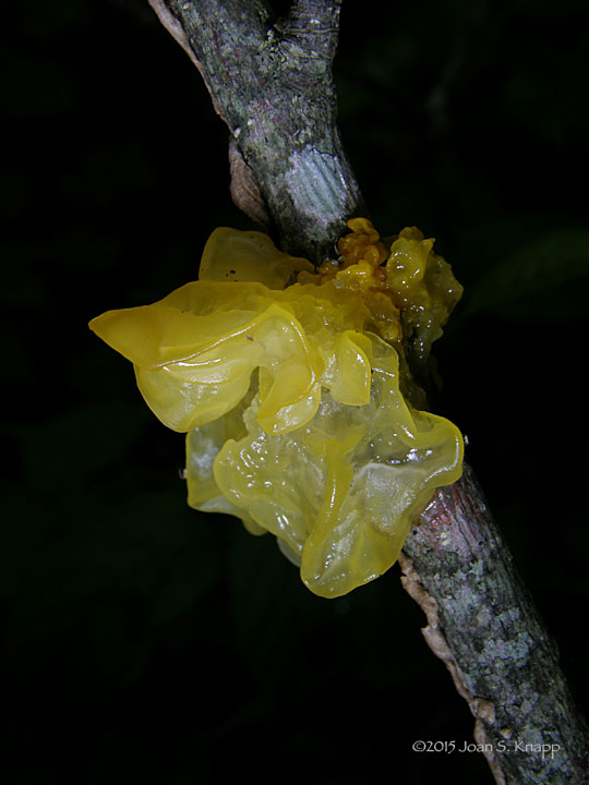 Witch’s Butter