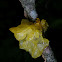 Witch’s Butter