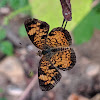 Pearl Crescent