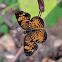 Pearl Crescent