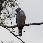 Green Imperial Pigeon