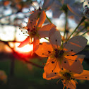 Bradford Pear