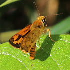 Dark Palm Dart