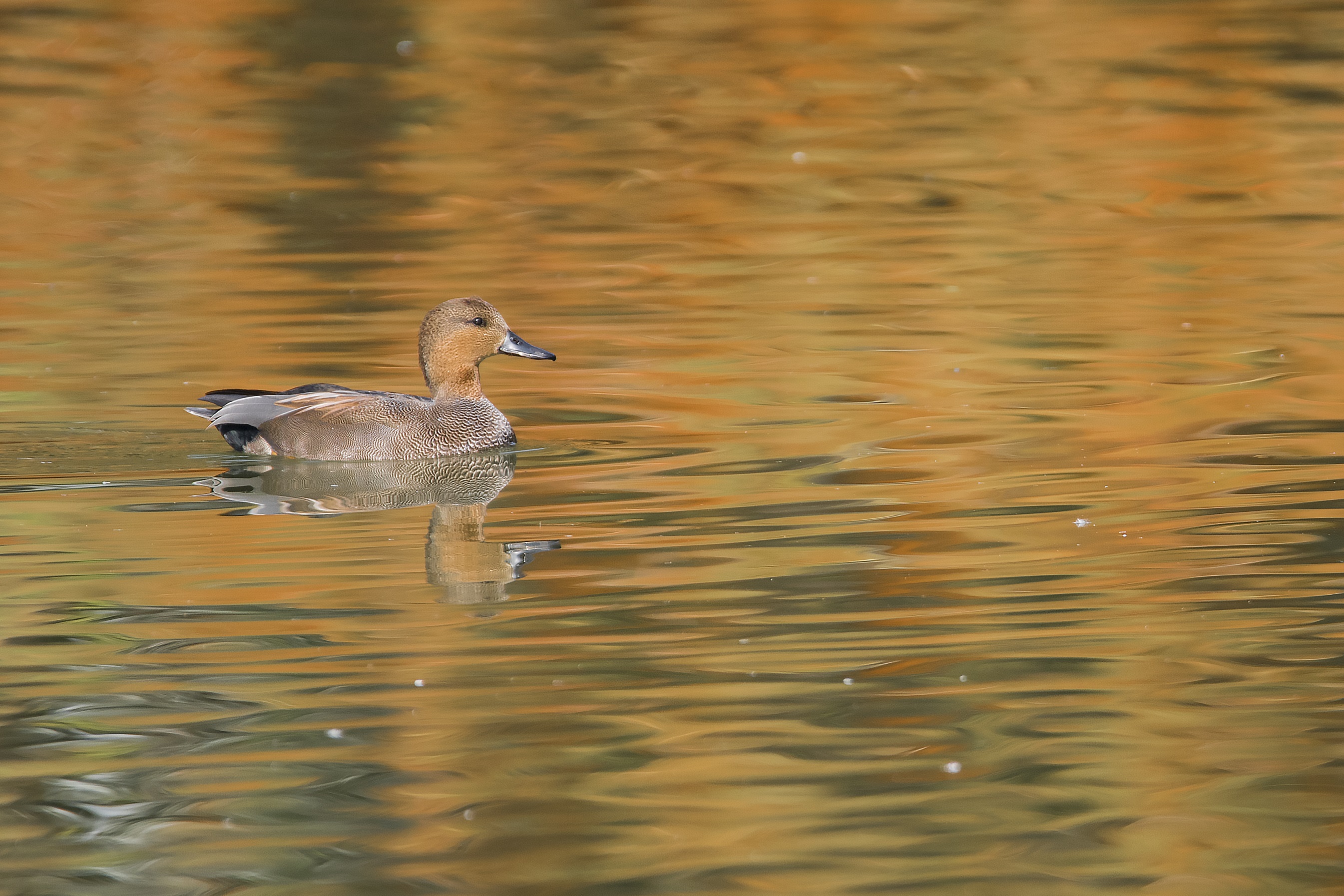 Golden hour di Claudio Tenca