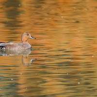 Golden hour di Claudio Tenca