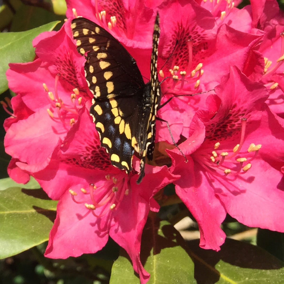 Black Swallowtail