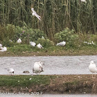 Herring Gull