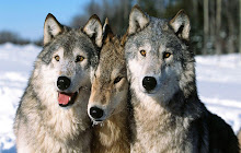 Wolf Wallpaper small promo image