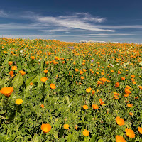 Un mare d'arancio di 