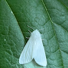 Fall Webworm Moth