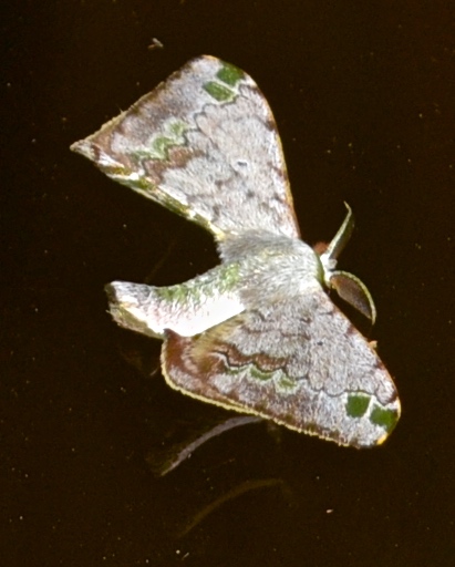 Moth