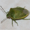 Green Shield Bug