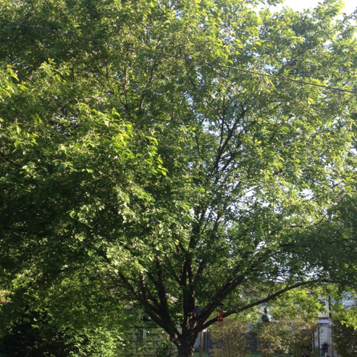 Flowering Crabapple