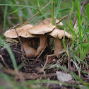 Bovine Bolete