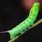 Vine Hawk Moth Caterpillar