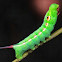 Vine Hawk Moth Caterpillar