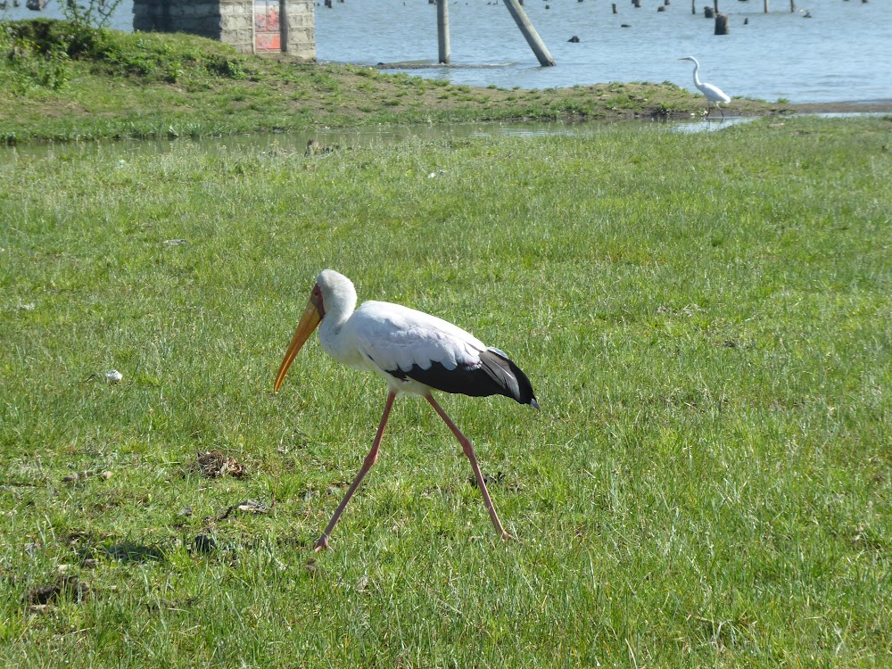 Un poquito de Kenia: Lagos Naivasha y Nakuru, Samburu y Masai Mara - Blogs de Kenia - CRESCENT ISLAND. Santuario de Aves y Herbivoros. (13)