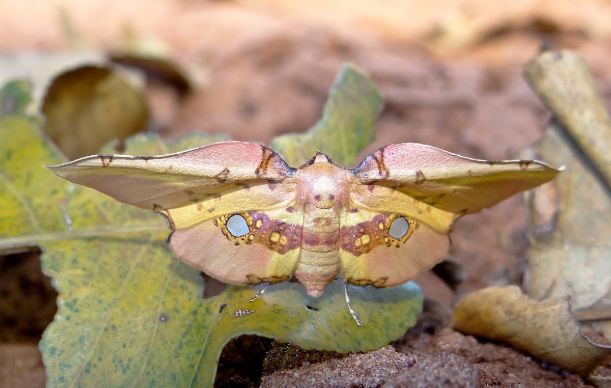 Buddha moth