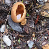 Common Dung Cup Mushroom