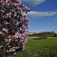 Albero in fiore davanti a casa di 