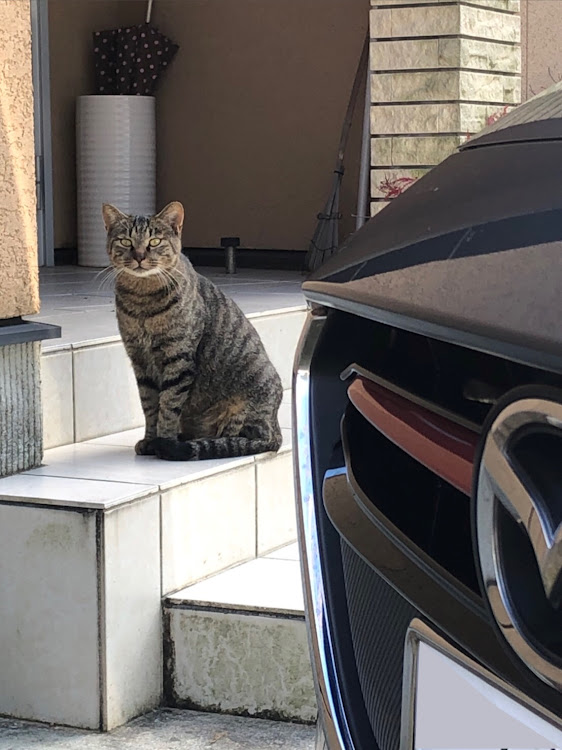 デミオの初投稿・地域猫・ガンプラに関するカスタム事例の投稿画像1枚目