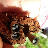 Dung-loving bird's nest fungus