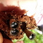 Dung-loving bird's nest fungus