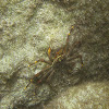 Nimble Spray Crab