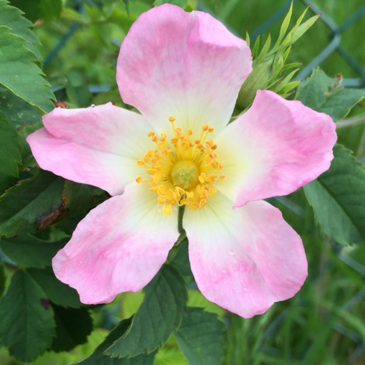 Dog Rose