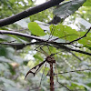 Giant Eastern Crane Fly