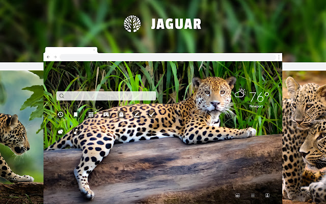 Jaguar Wild Cat HD Wallpapers New Tab