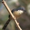 Ashy Prinia