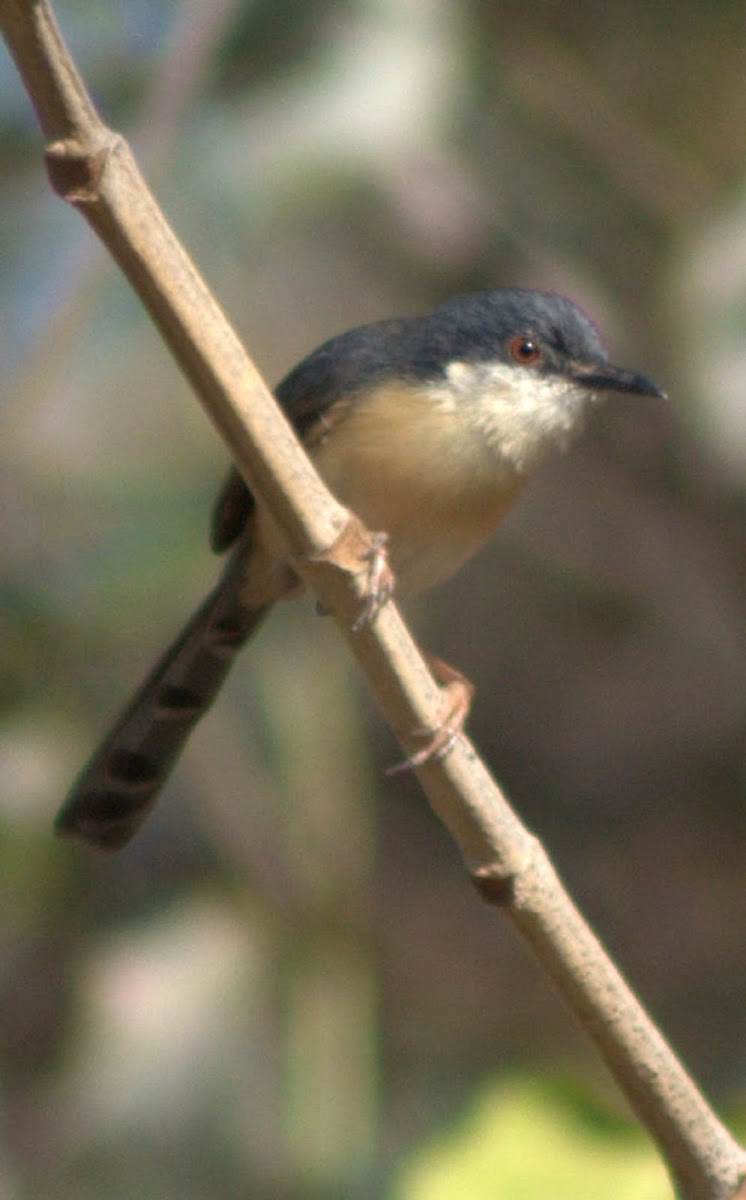 Ashy Prinia