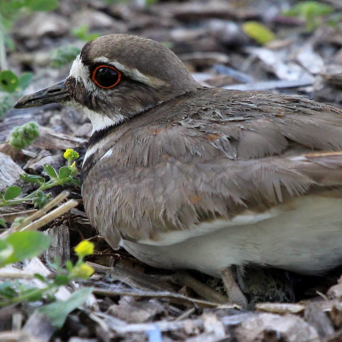 Killdeer (Adult Female and Egg)