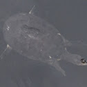 Florida Softshell Turtle