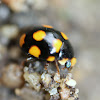 Orange-spotted Lady Beetle