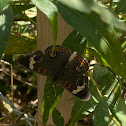 Buckeye butterfly