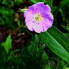 Wild Geranium