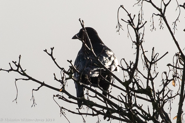 Carrion Crow