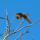 Roadside Hawk