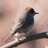 Blackcap; Curruca Capirotada